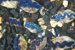 1.5 - 2.5in Crocea